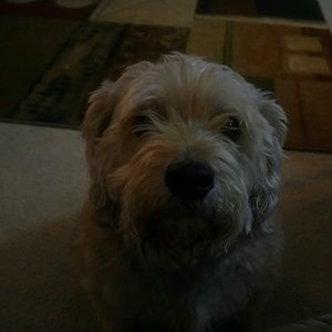 Meet your Posher, Tracie